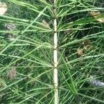 Equisetum telmateia 樹皮