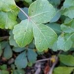 Rhus aromatica Leaf