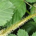 Galeopsis tetrahit Corteza
