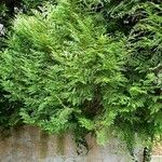 Thuja occidentalis Other