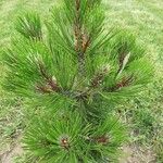 Pinus leucodermis Habitus