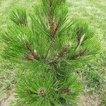 Pinus leucodermis Libunga