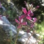 Hesperis laciniata Blomst