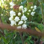 Prunella laciniata Floro