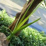 Yucca gigantea Blad