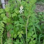 Fumaria agraria Hoja