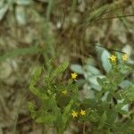 Hypericum mutilum Συνήθη χαρακτηριστικά