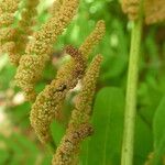 Osmunda regalis Vrucht