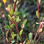 Flueggea tinctoria Leaf