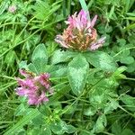 Trifolium medium Hábito