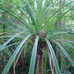 Pandanus letocartiorum Habit
