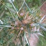 Galactites duriaei Flower