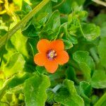 Lysimachia arvensisFlower