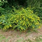 Solidago ulmifolia 整株植物