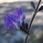 Salvia aequidistans Flower