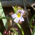 Euphrasia pectinata Flower