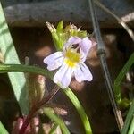 Euphrasia pectinata ফুল