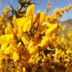 Cytisus balansae Flower