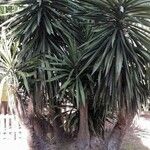 Yucca aloifolia 形态