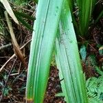 Helmholtzia glaberrima Leaf