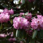 Rhododendron × geraldii Flower