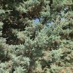 Cupressus arizonica Листок