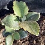 Kalanchoe beharensis Hoja