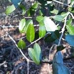 Ilex vomitoria Blatt