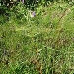 Epilobium palustre Vekstform