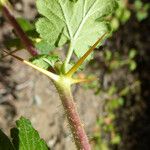 Ribes menziesii Casca