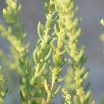Suaeda spicata Likasa
