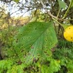 Crataegus punctata Hoja