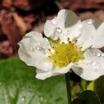 Fragaria x ananassa Flower