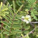 Acacia angustissima Flor