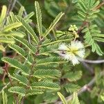 Acacia angustissima Цвят