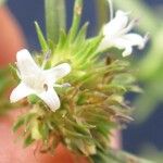 Spermacoce suaveolens Flower