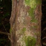 Pouteria engleri Bark