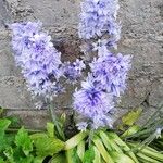 Hyacinthus orientalis Flors