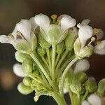 Lepidium fremontii Flower