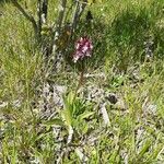 Orchis purpurea Хабит