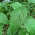 Scutellaria incana Blatt