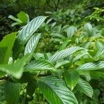 Viburnum sieboldii Levél