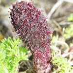 Cynomorium coccineum Other