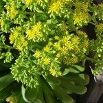 Aeonium undulatum Цветок