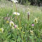 Leucanthemum heterophyllum 整株植物