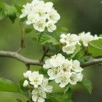 Crataegus mollis फूल