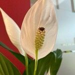 Spathiphyllum wallisiiЦвят