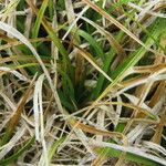 Carex bigelowii Листок