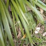 Hyacinthoides × massartiana Leaf