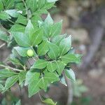 Amyris sylvatica Leaf